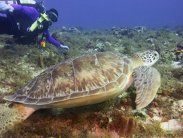 John and Green Sea Turtle IMG 4864